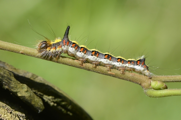 rups psi-uil (acronicta psi) 10-2024 1214